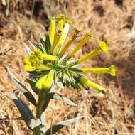 Plancia ëd Lithospermum strictum Lehm.