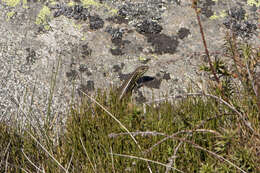 Image of Alpine Meadow-skink