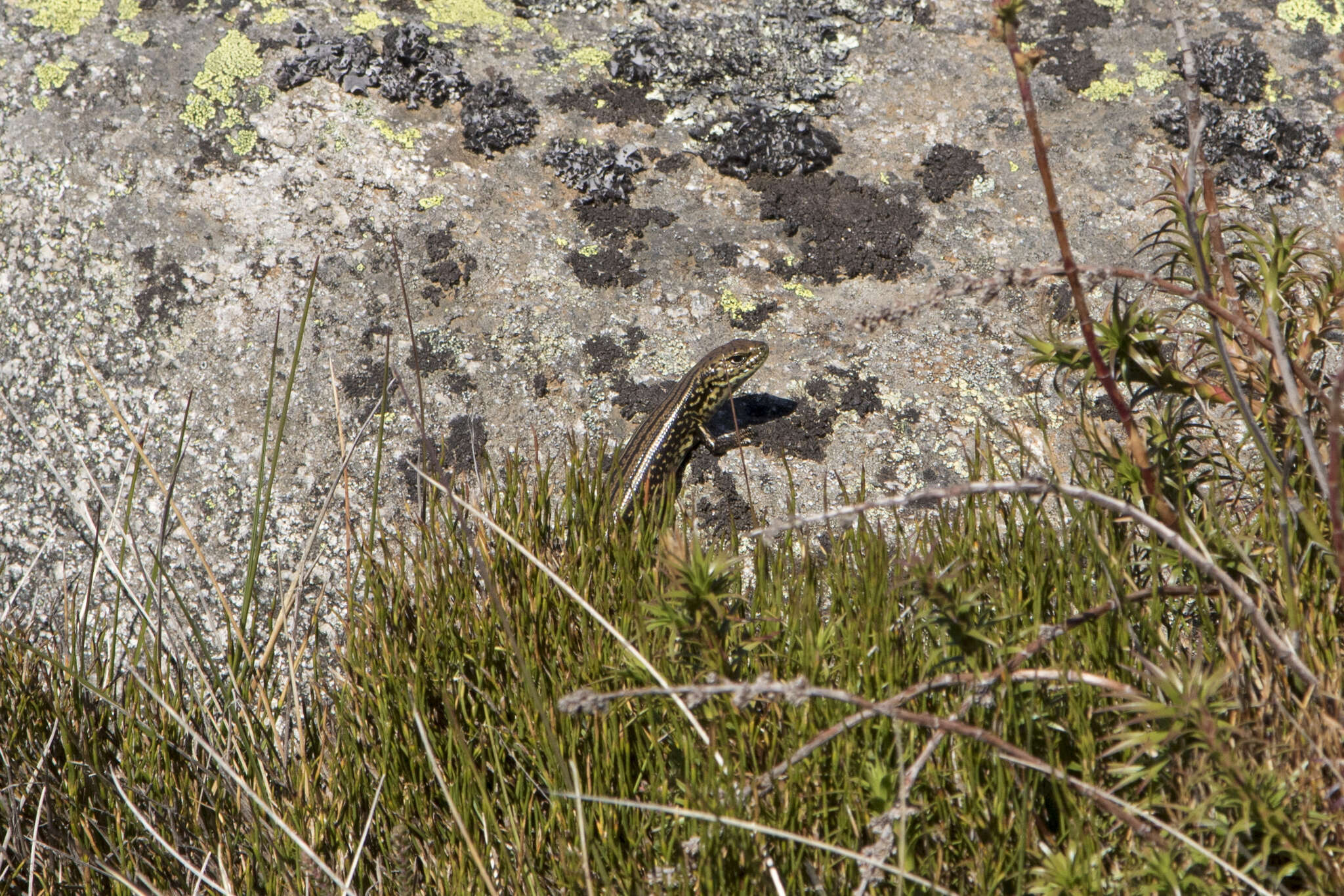 Image of Alpine Meadow-skink