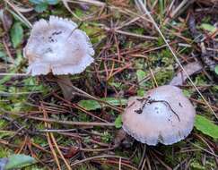 صورة Inocybe grammata Quél. 1880