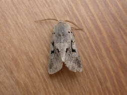 Orthosia gothica Linnaeus 1758 resmi