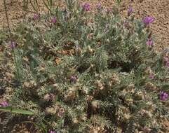 Image de Oxytropis lanata (Pall.) DC.