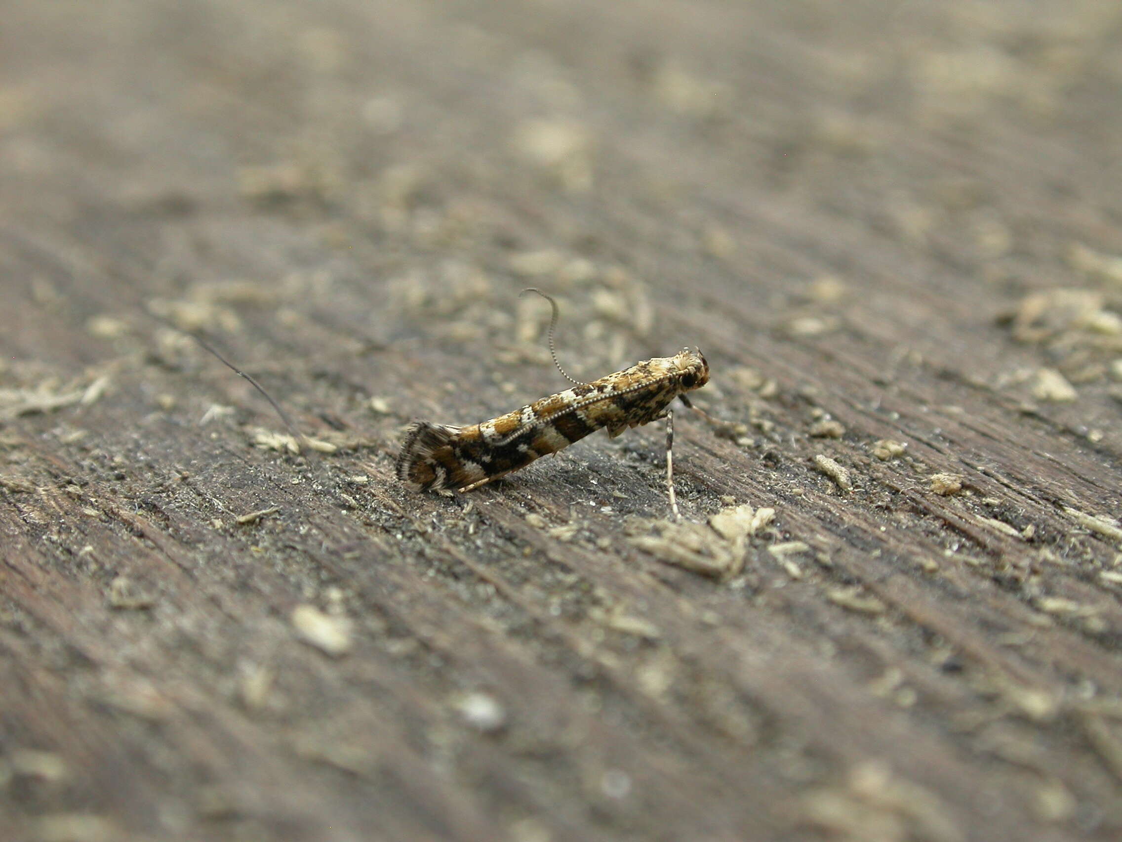 Image of privet leaf miner