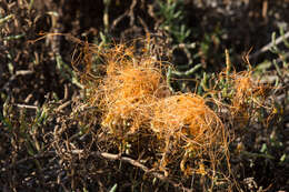 Image of Cuscuta pacifica Costea & M. A. R. Wright