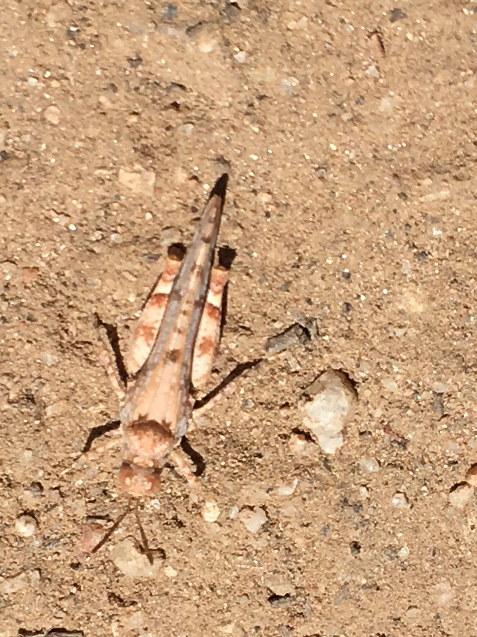 Image of Cream Grasshopper