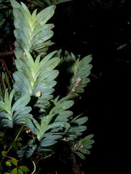 Imagem de Dichaea glauca (Sw.) Lindl.