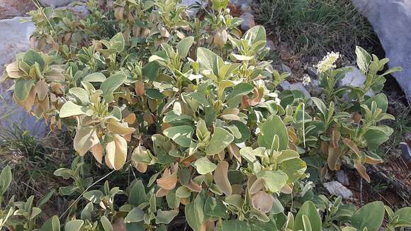 Image of Phlomis brevilabris Ehrenb. ex Boiss.