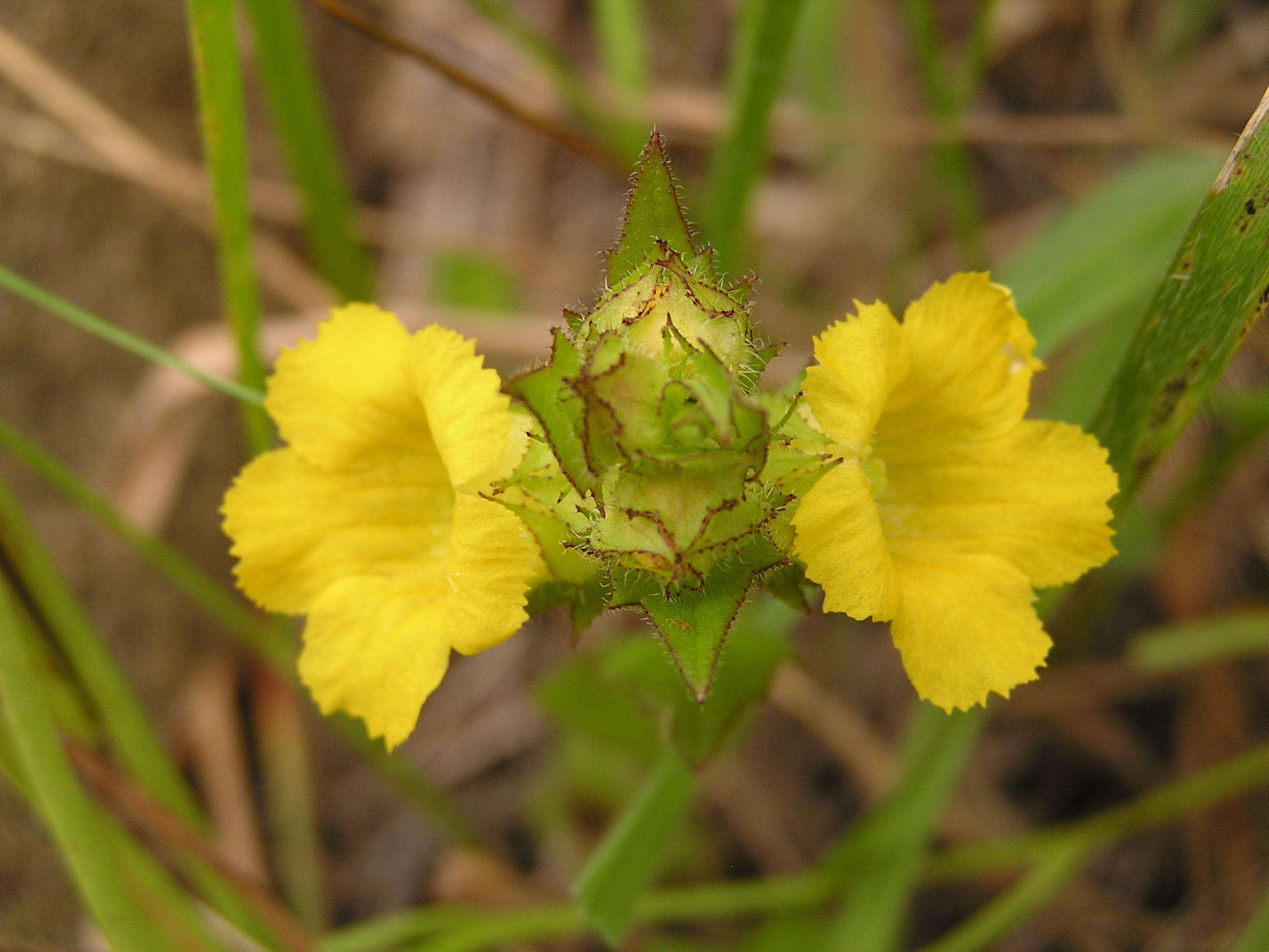 Alectra sessiliflora var. sessiliflora的圖片