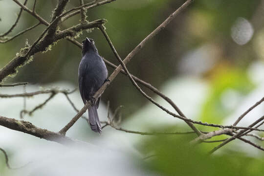 Image de Melaenornis ardesiacus Berlioz 1936