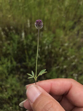 صورة Trifolium albopurpureum Torr. & A. Gray