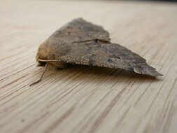 Image of scalloped hazel