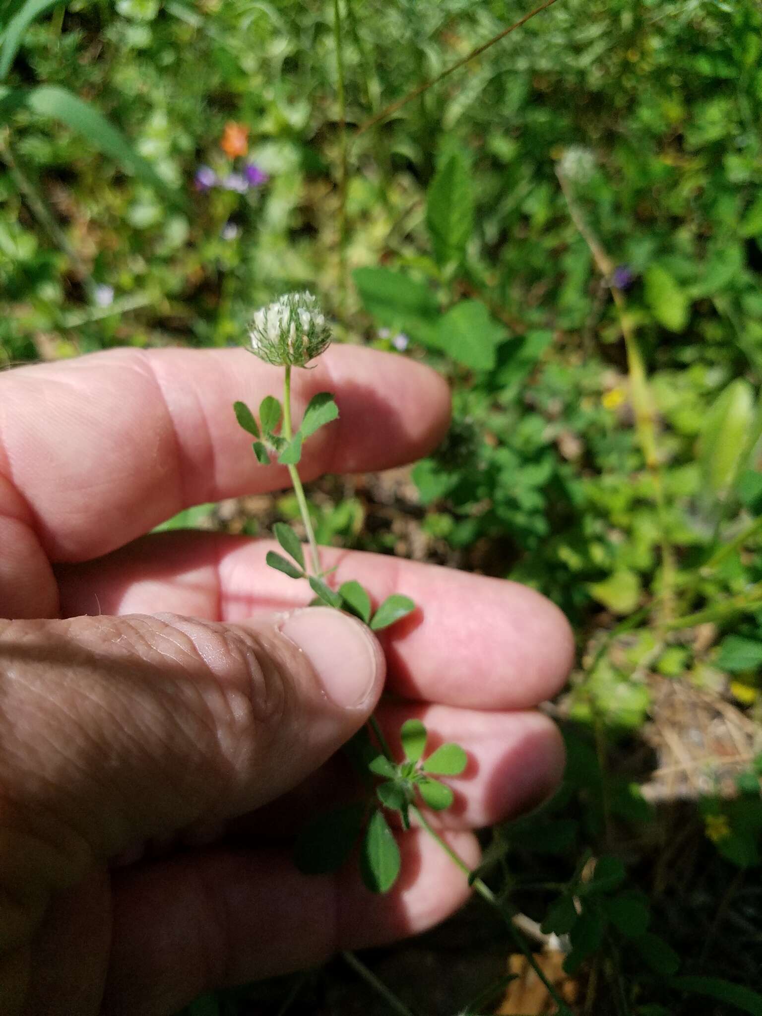 芒刺车轴草的圖片