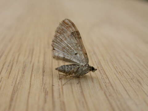 Image of dark-barred twin-spot carpet