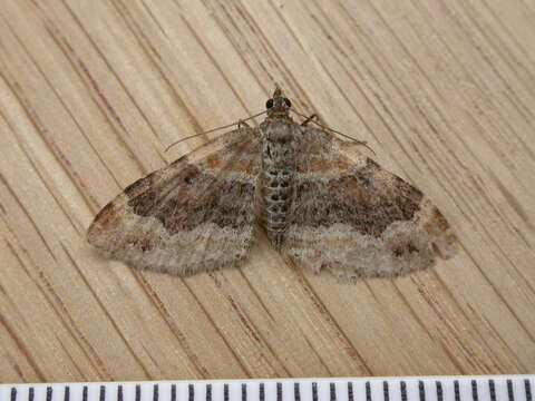 Image of dark-barred twin-spot carpet