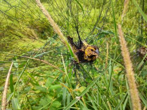 صورة Ploceus hypoxanthus chryseus Hume 1878