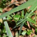 Image of Antandrus viridis (Blanchard & E. 1851)