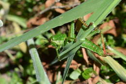 Image of Antandrus viridis (Blanchard & E. 1851)