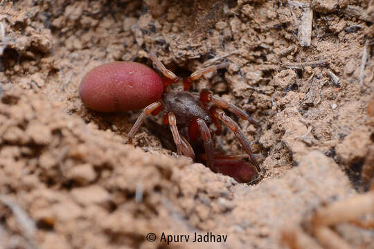 Image of Stenochilus scutulatus Platnick & Shadab 1974