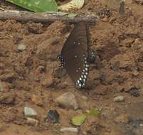 Image of Euploea modesta Butler 1866