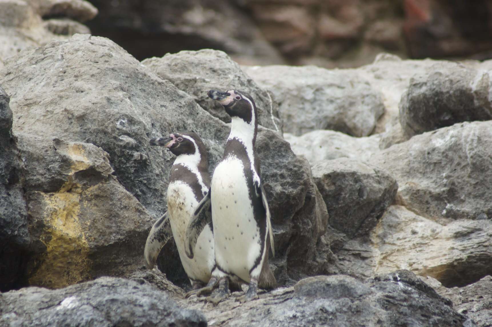 Image of Humboldt Penguin