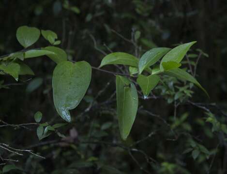 Image of Griselinia racemosa (Phil.) Taub.