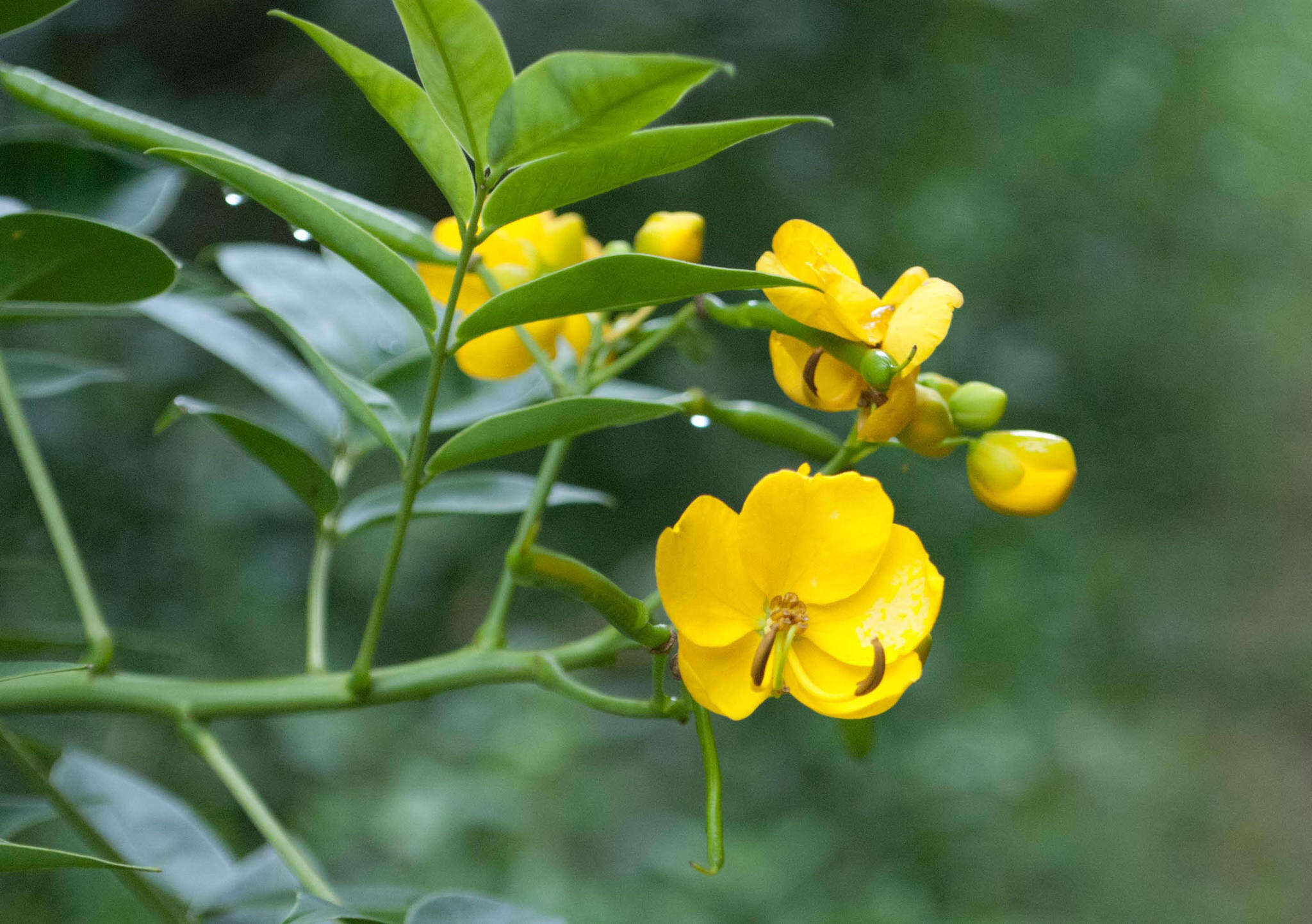 Image of arsenic bush