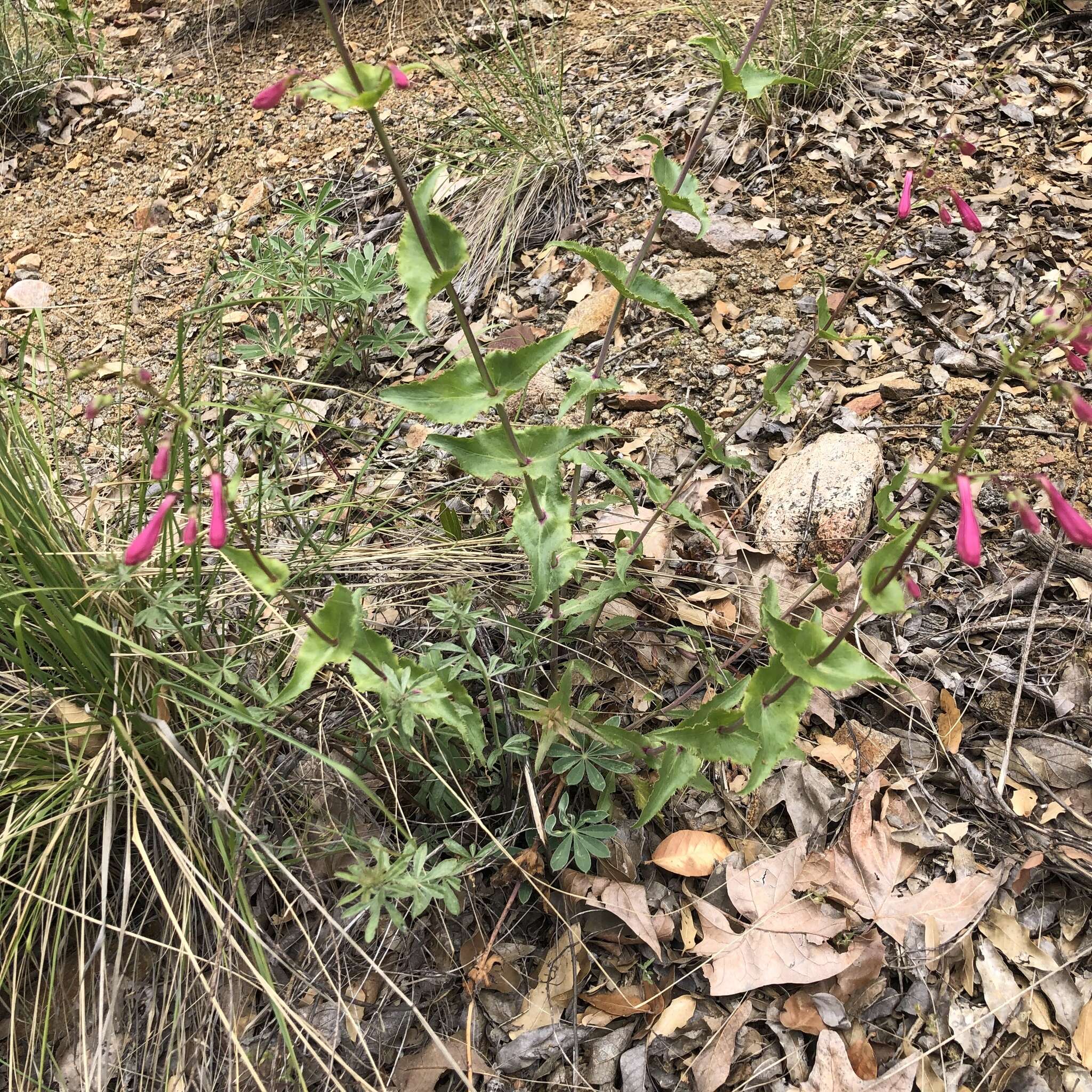 Image of desert penstemon