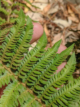 Image of California sword fern