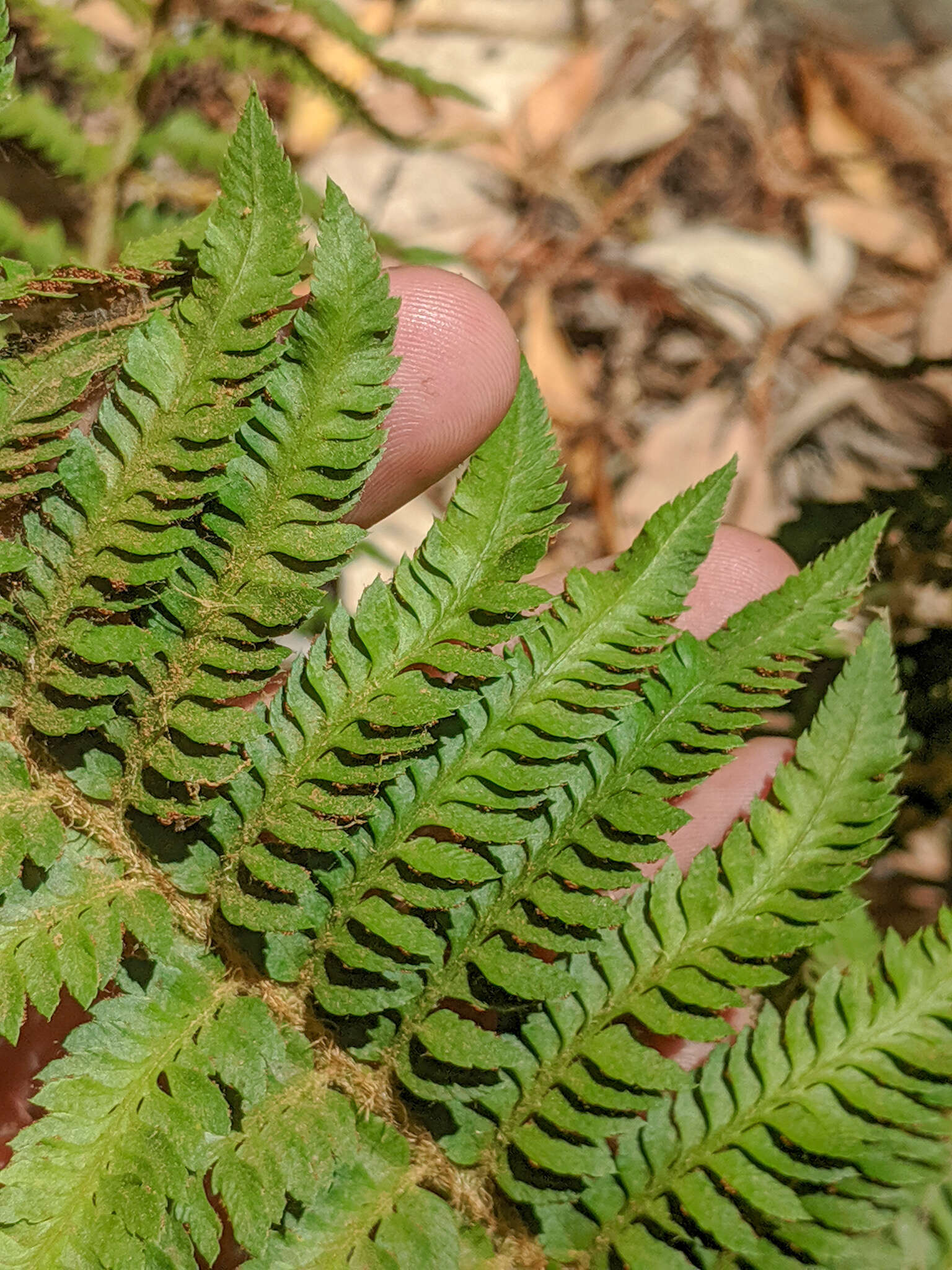 Plancia ëd Polystichum californicum (D. C. Eat.) Diels