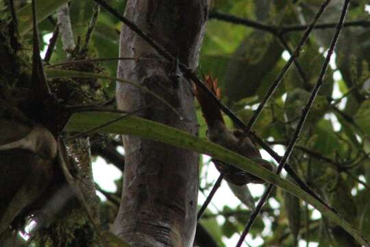 Image of Red-faced Spinetail