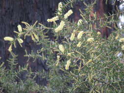 Acacia oxycedrus Sieber ex DC.的圖片