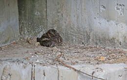 Image of Lyre-tailed Nightjar