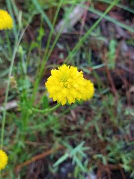 Image of Yellow batchelor's button