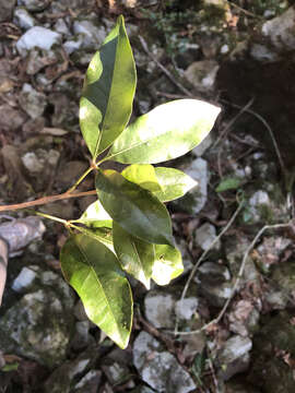 Image of Heritiera trifoliolata (F. Müll.) Kosterm.