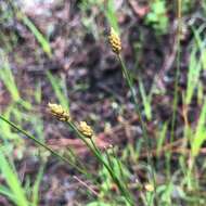 Imagem de Eleocharis tuberculosa (Michx.) Roem. & Schult.