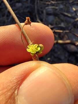 Image of Euphorbia californica Benth.