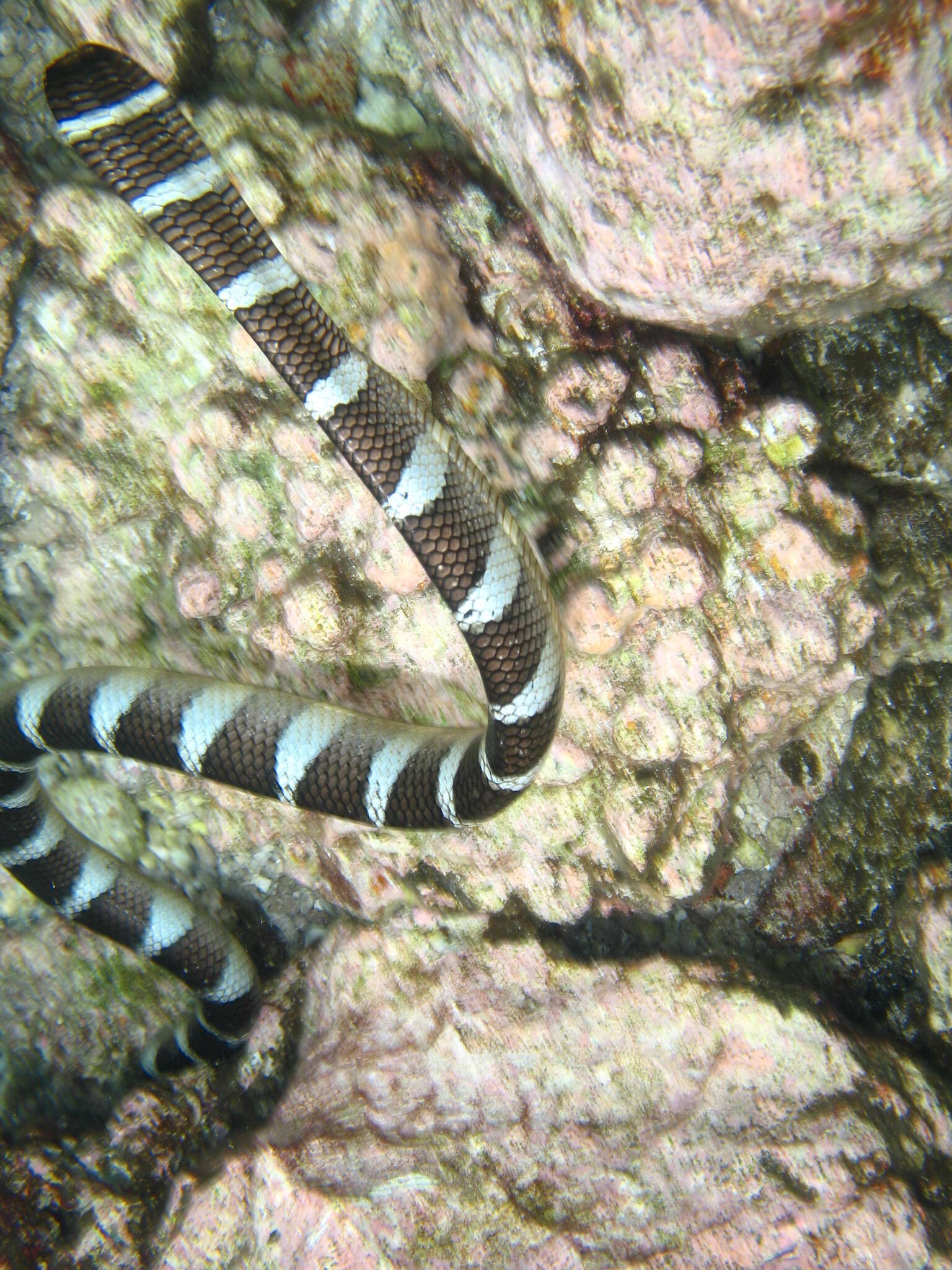 Image of Flat-tail Sea Snake