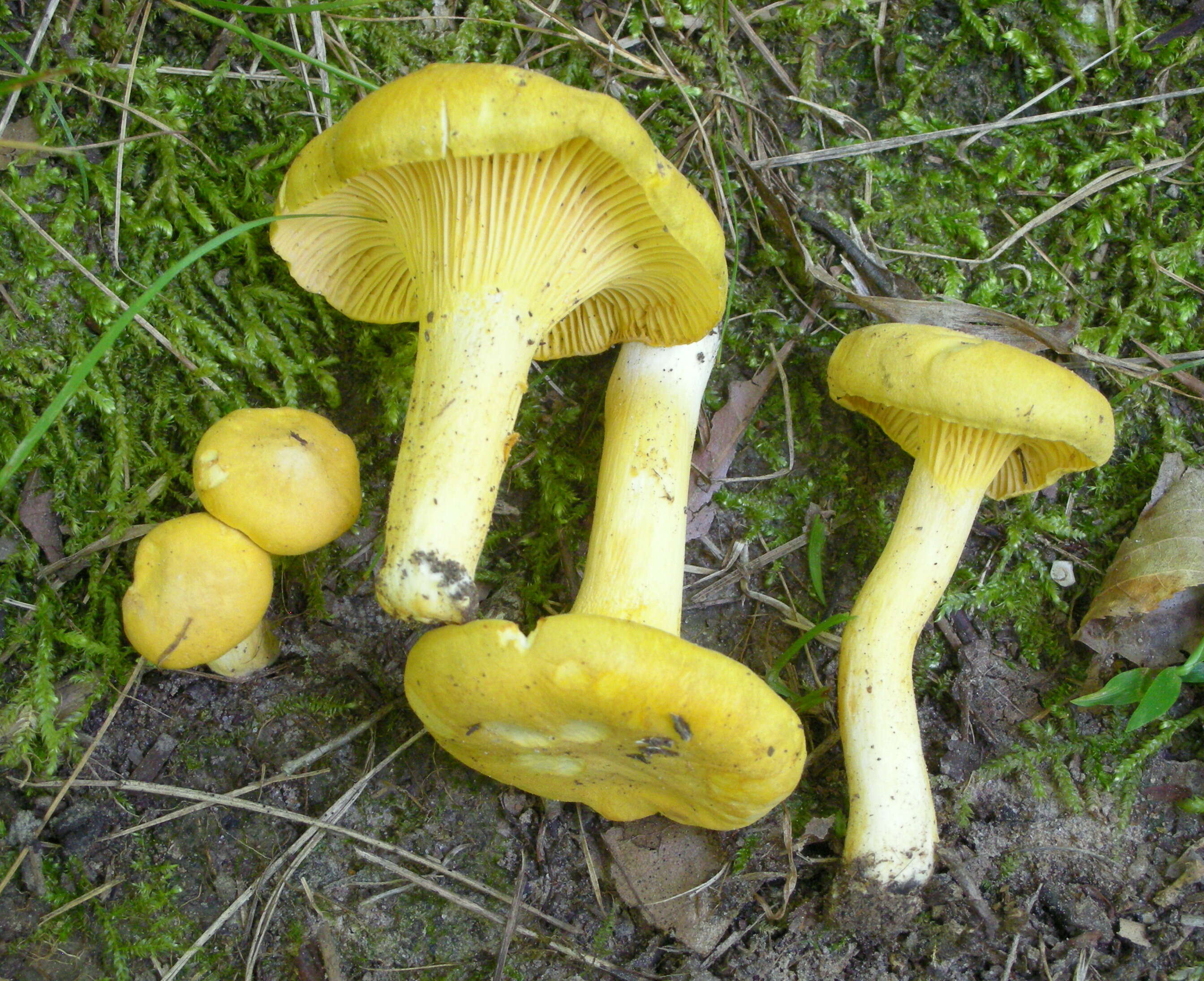 Image of Cantharellus altipes Buyck & V. Hofst. 2011