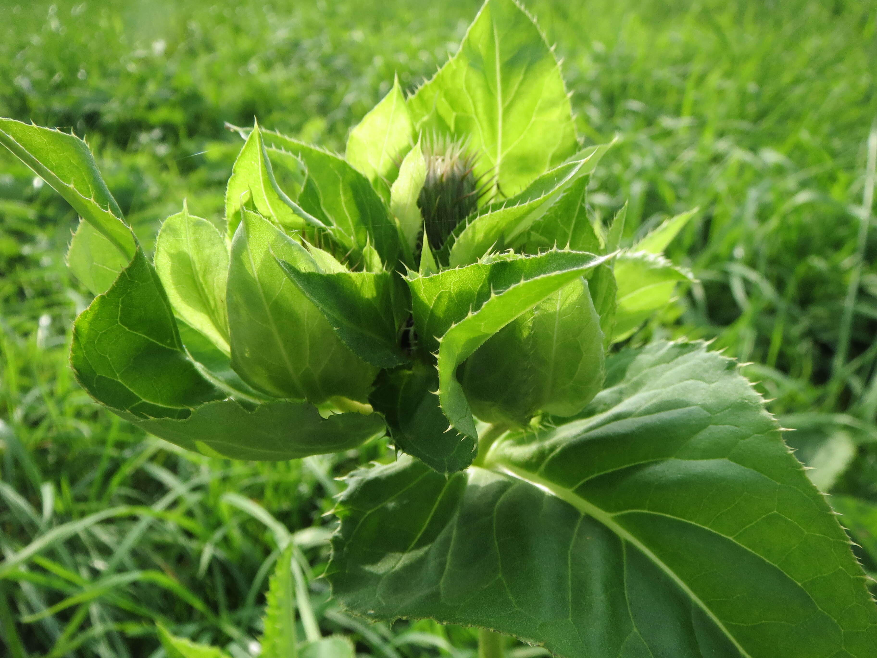 Image of Cabbage Thistle