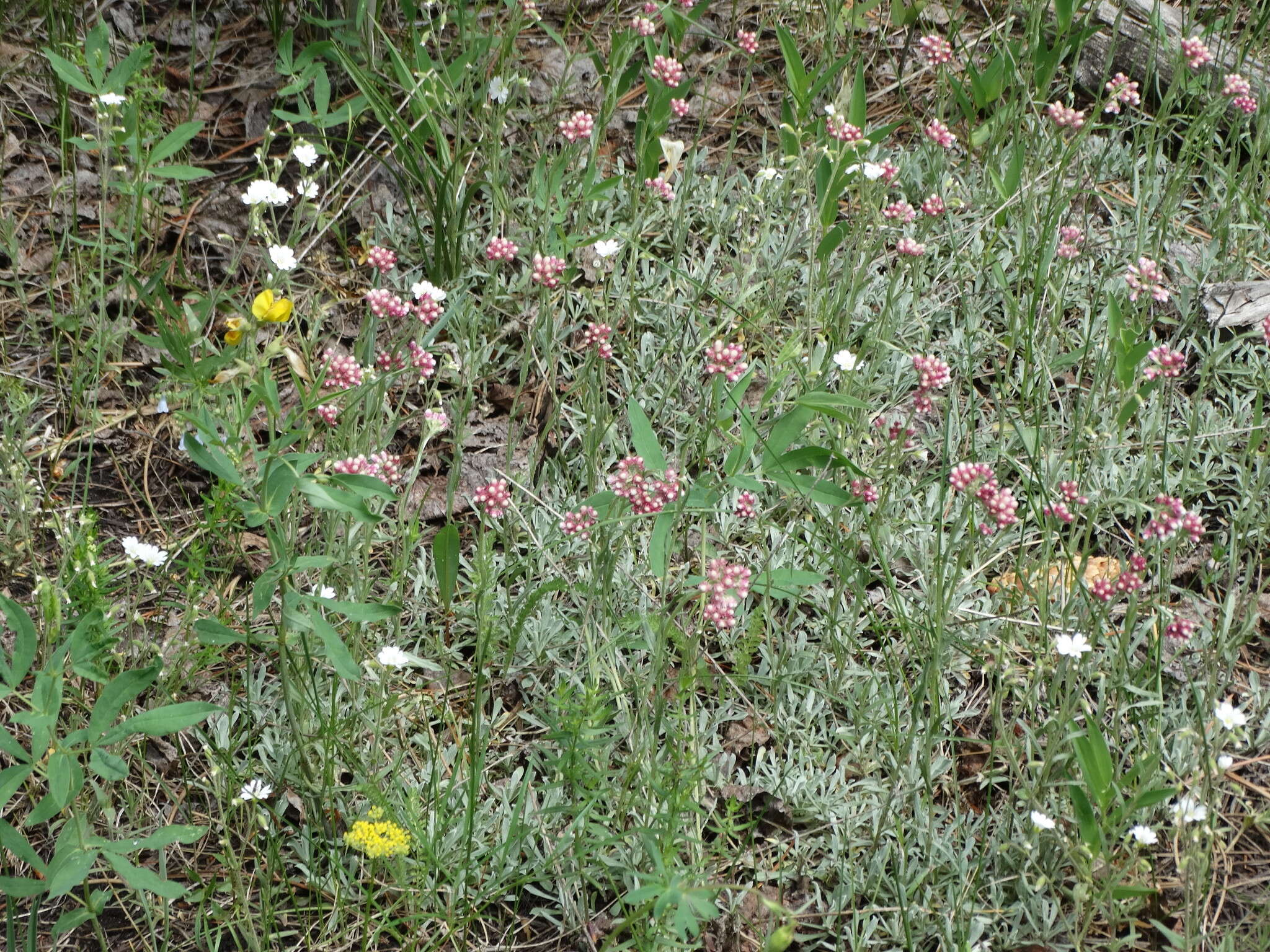 Image de Antennaria rosea subsp. rosea