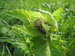 Image of Cabbage Thistle