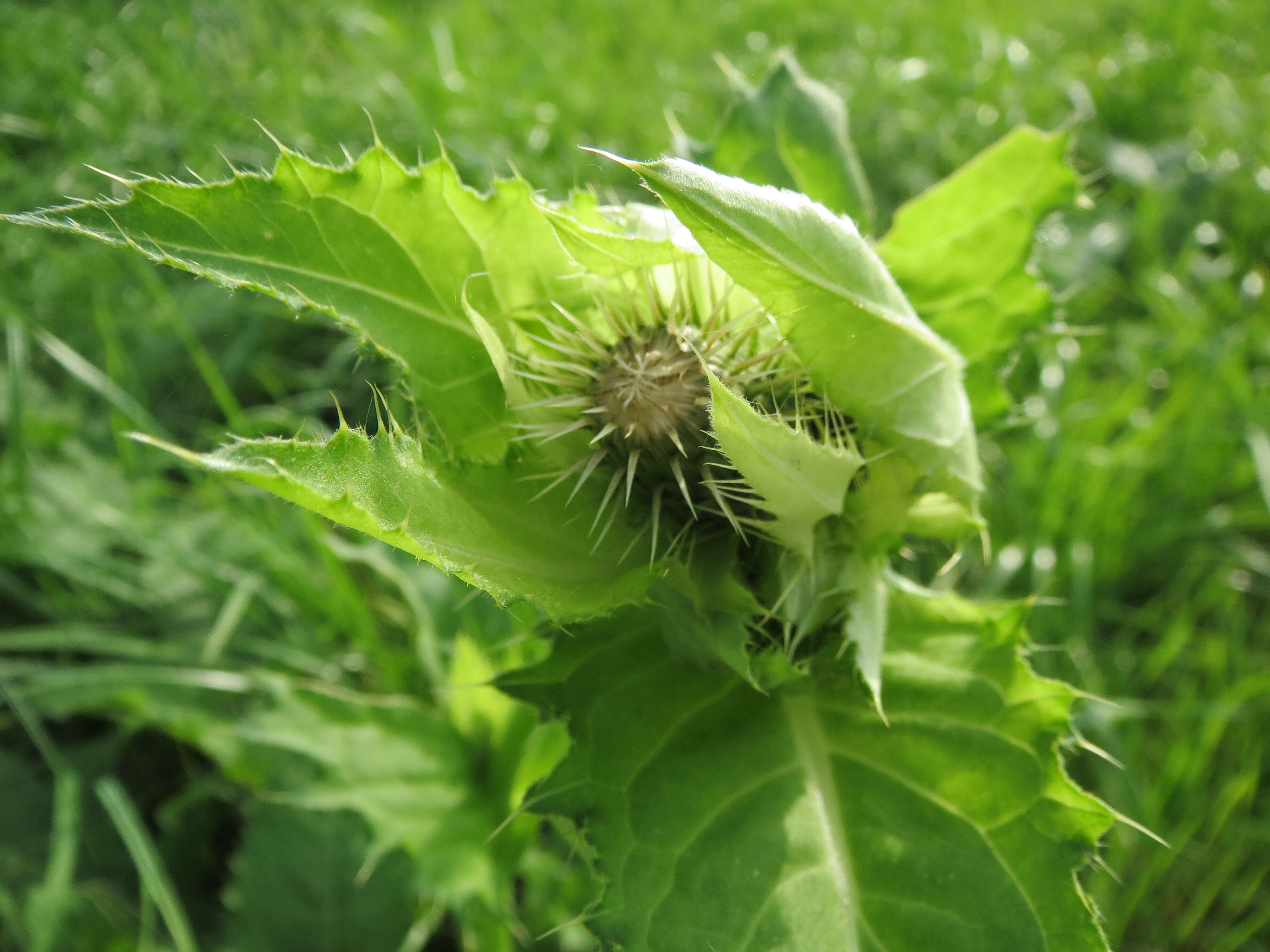 Image of Cabbage Thistle