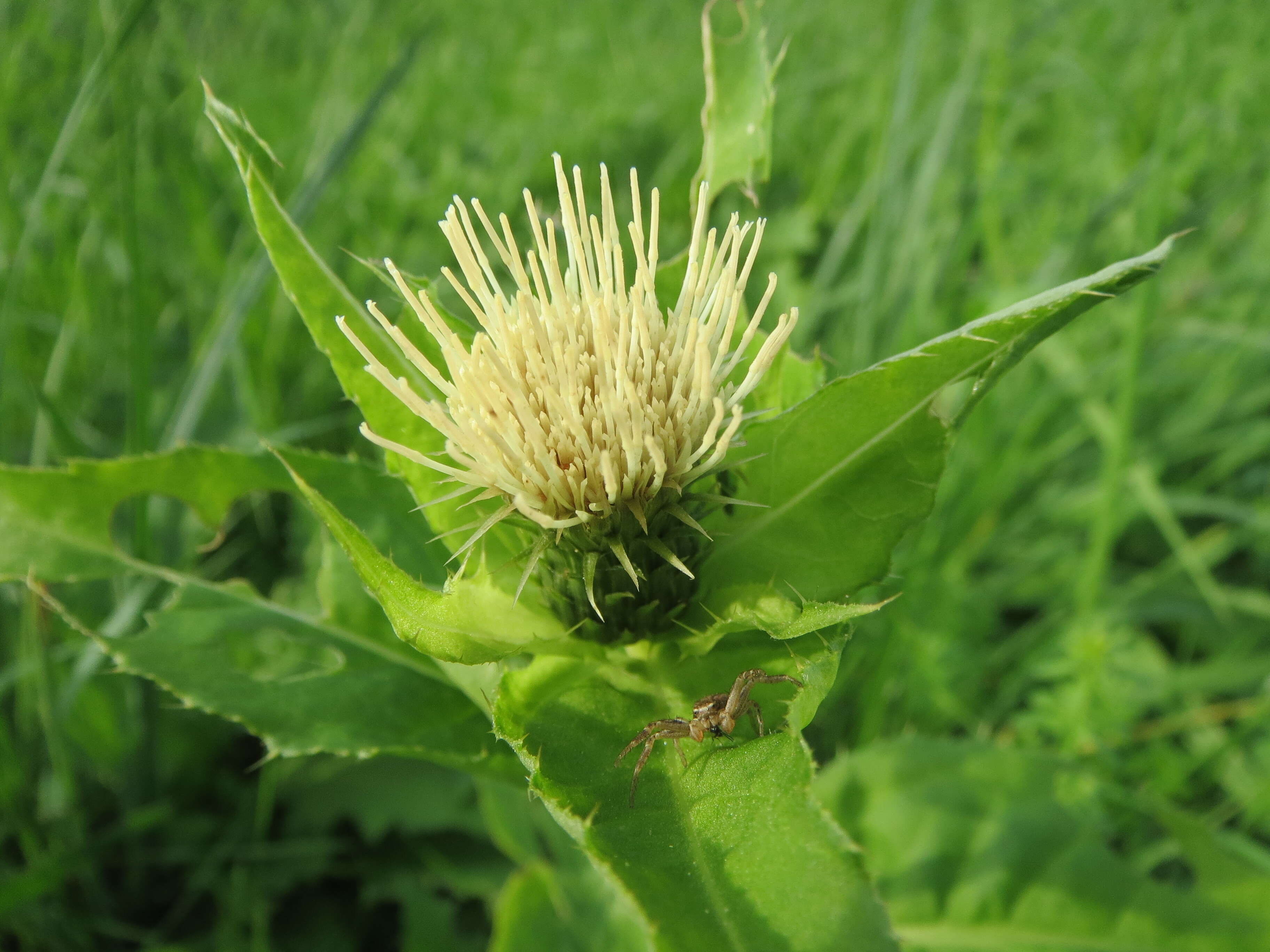 Image of Cabbage Thistle