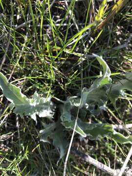 Image of tapertip hawksbeard