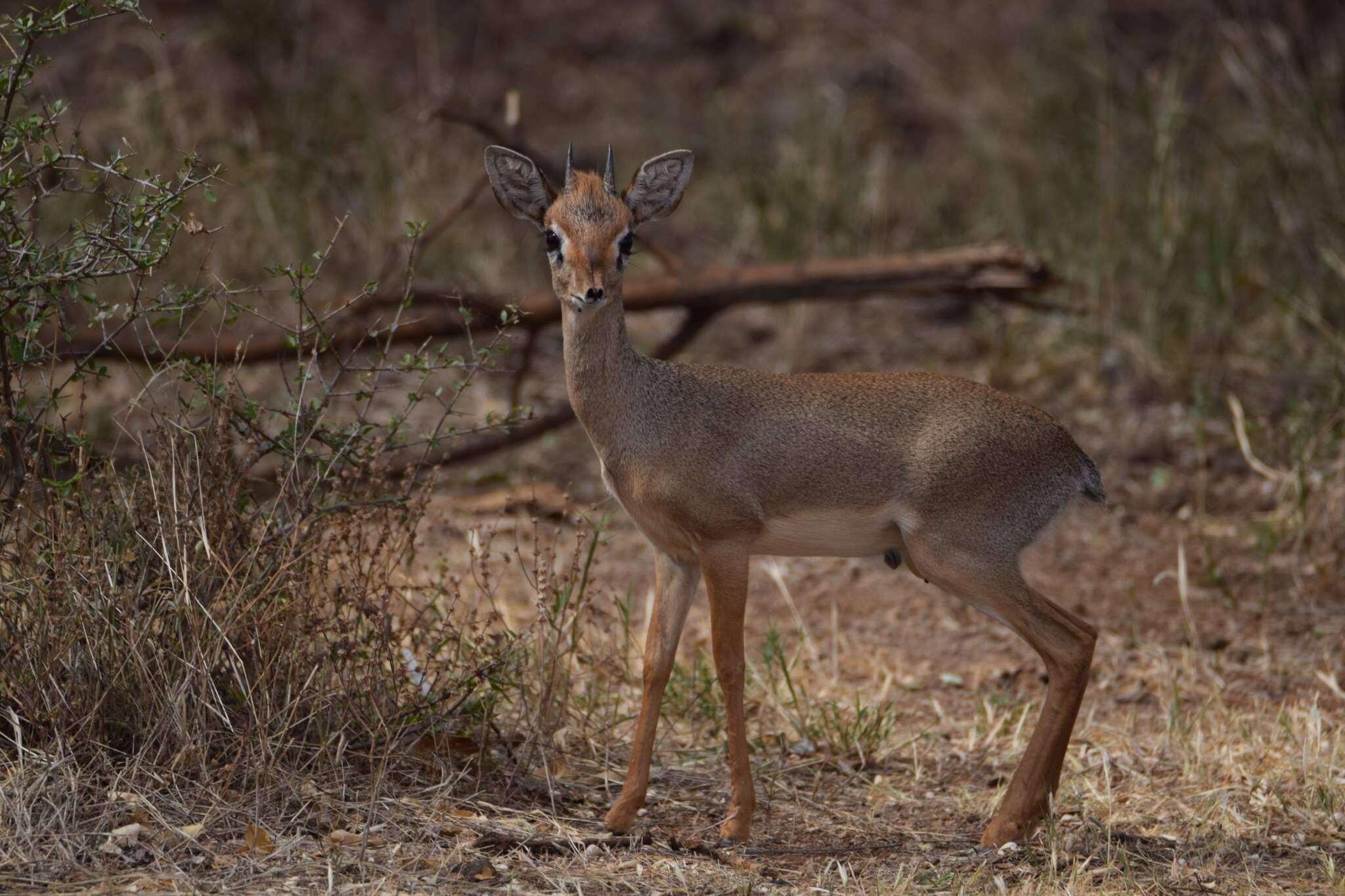 Image of Kirk's Dik-dik