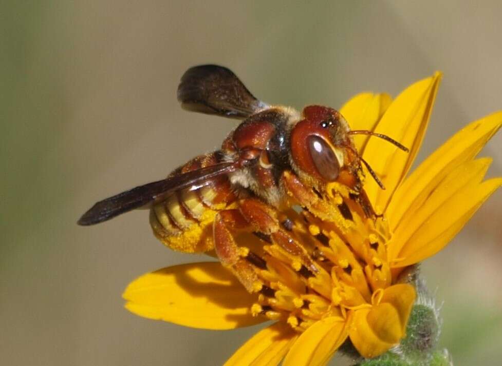 Trachusa cordaticeps (Michener 1949)的圖片