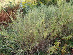 Imagem de Muhlenbergia frondosa (Poir.) Fernald