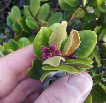 Pittosporum serpentinum (de Lange) de Lange的圖片