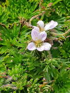 Image of Geranium multipartitum Benth.