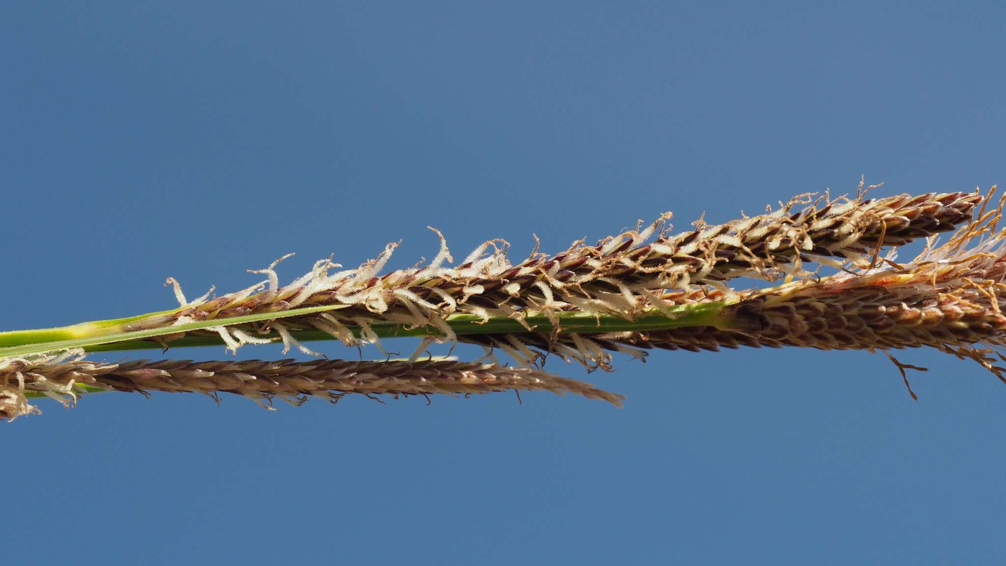 Image of Western Rough Sedge